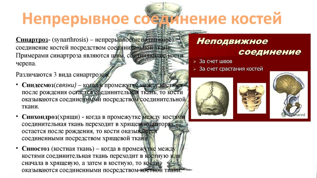 Непрерывные кости. Синартроз синхондроз диартроз синдесмоз синостоз. Непрерывные соединения костей синартрозы. Шаровидное соединение костей. Синартроз соединение костей примеры.
