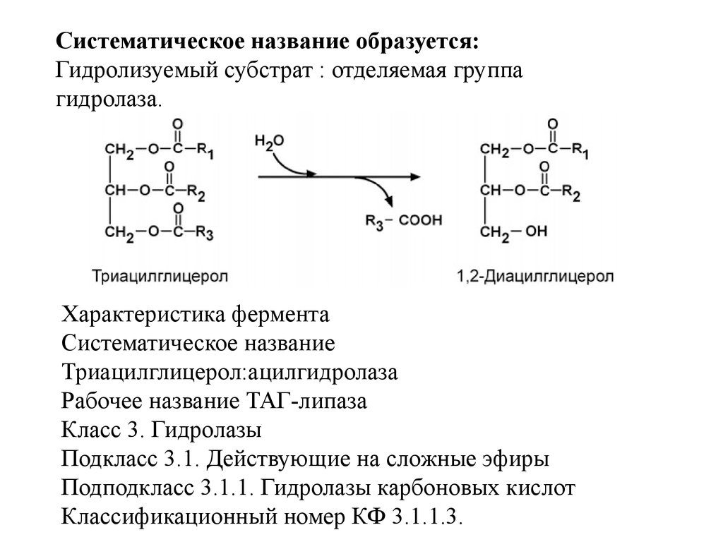 Систематическое название. Липаза(Триацилглицеролацилгидролаза) подкласс. Систематическое название гидролаз. Гидролазы Тип реакции. Гидролазы примеры ферментов.