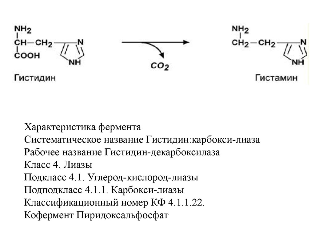 Лиазы ферменты. ЛИАЗЫ биохимия. Гистидиндекарбоксилаза класс фермента. ЛИАЗЫ катализируют реакции. ЛИАЗЫ коферменты.