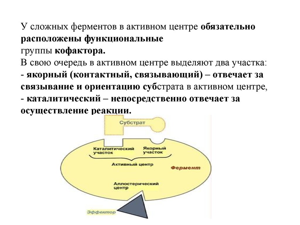 Содержит гидролитические ферменты. Функциональные группы ферментов. Функциональные центры ферментов. Группы активного центра фермента. Функциональные группы активного центра.