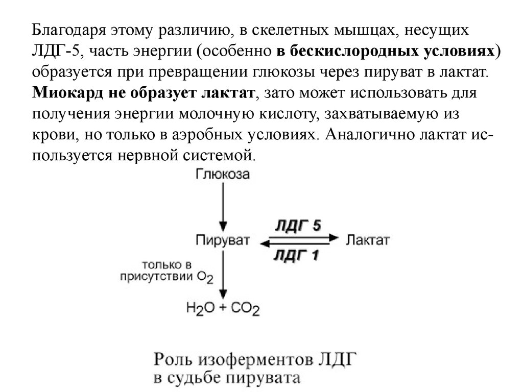 Фермент лдг