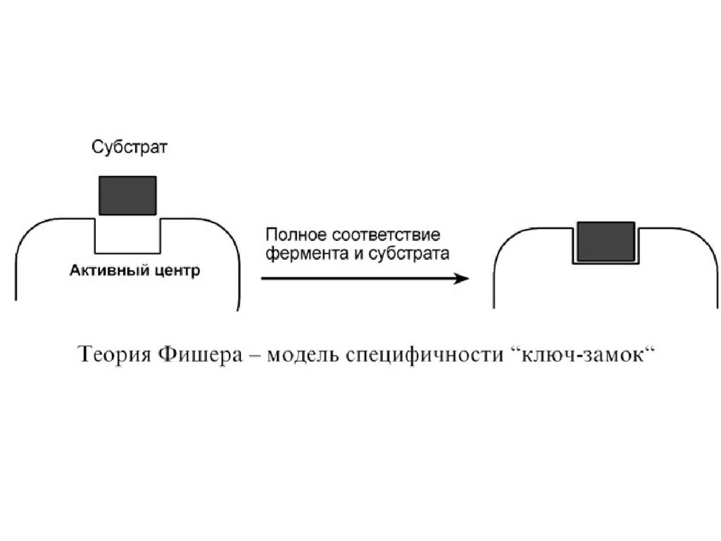 Как сделать ферментом. Теория ключ замок ферменты. Теории взаимодействия фермента и субстрата. Теория ключ замок биохимия. Ферменты теория.