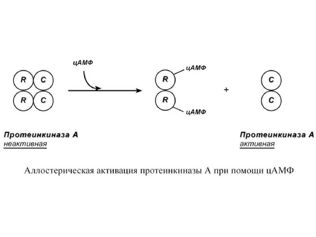 Протеинкиназа а. Механизм активации протеинкиназы а. Механизм активации ЦАМФ-зависимой протеинкиназы. Схема активации протеинкиназы а. ЦАМФ протеинкиназа.