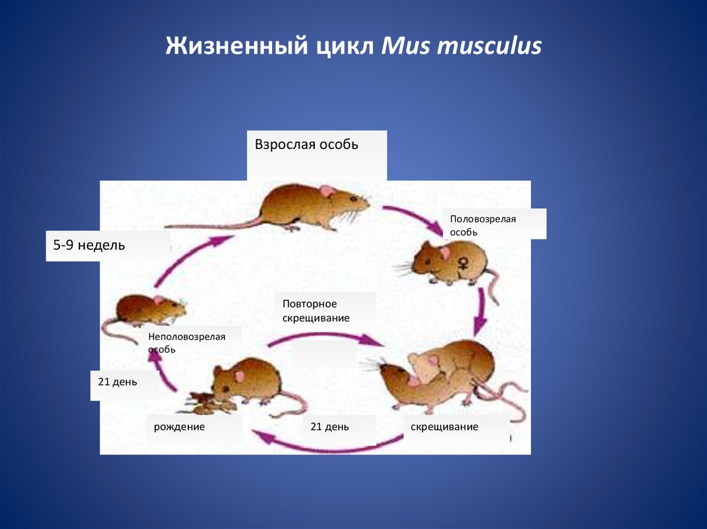 Цикл онтогенез. Жизненный цикл мыши. Жизненный цикл грызунов. Этапы жизненного цикла грызунов. Онтогенез цикл.