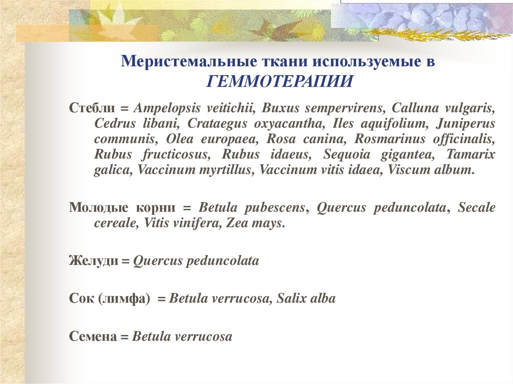 Меристемальные ткани используемые в ГЕММОТЕРАПИИ