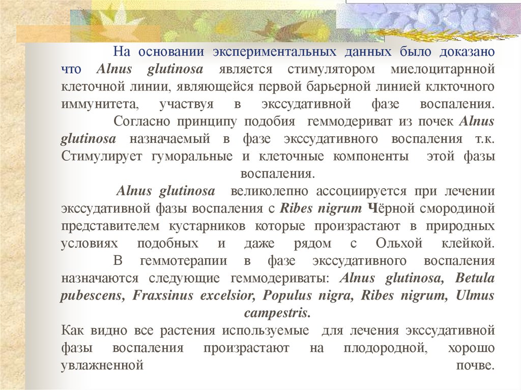 На основании экспериментальных данных было доказано что Alnus glutinosa является стимулятором миелоцитарнной клеточной линии, являющейся перво