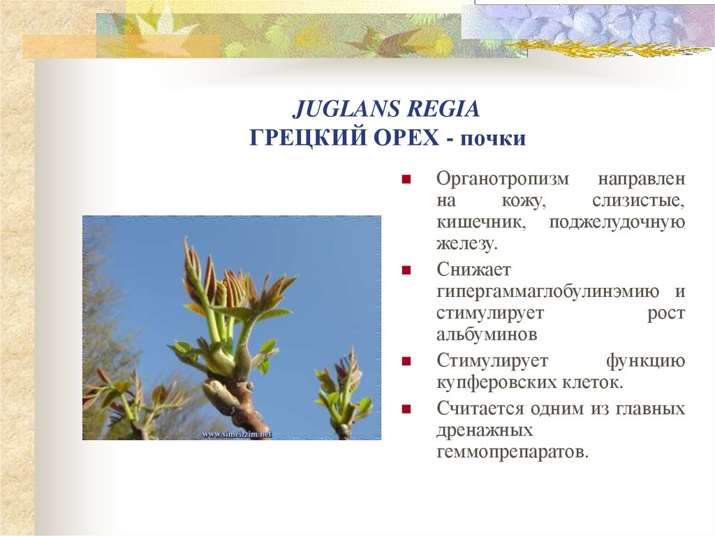 завязь грецкого ореха. набухают почки на деревьях. плодовые почки фундука. цветочные почки грецкого ореха. бутоны грецкого ореха.