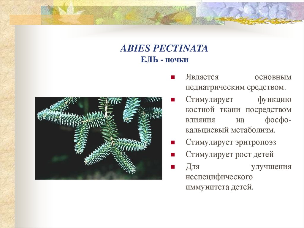 ABIES PECTINATA ЕЛЬ - почки