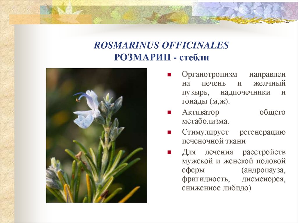 ROSMARINUS OFFICINALES РОЗМАРИН - стебли