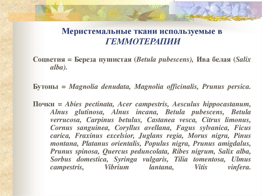 Меристемальные ткани используемые в ГЕММОТЕРАПИИ