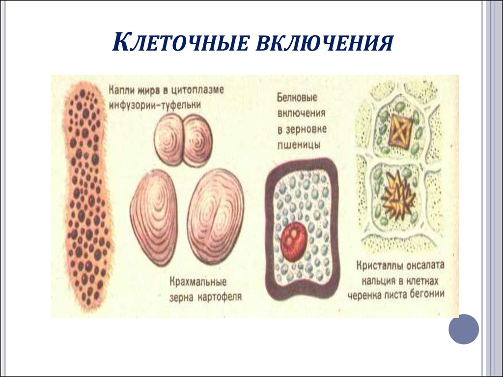 Включения клетки. Включения животной клетки строение и функции. Включения строение и функции. Включения клетки человека строение и функции. Трофические включения клетки рисунок.