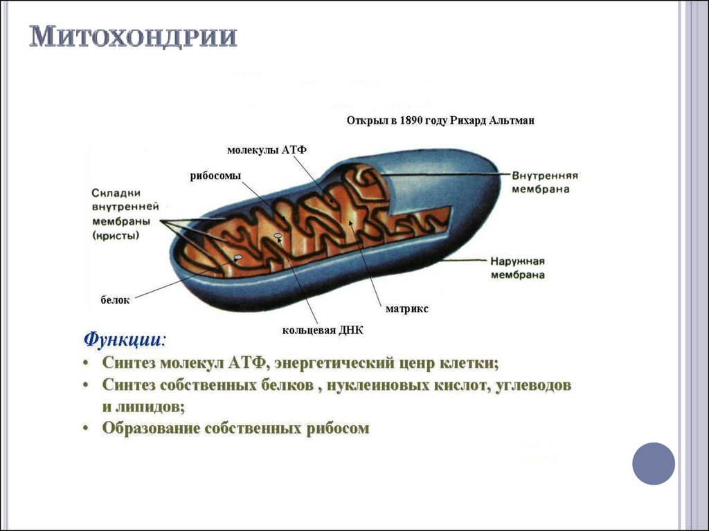 Особенности строения клетки митохондрии. Строение и функции митохондрии клетки. Митохондрии биология строение. Строение митохондрии клетки. Функции митохондрий схема.