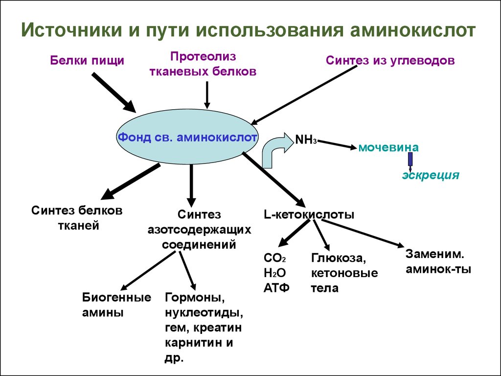 Общие пути метаболизма аминокислот. Схема источники и пути использования аминокислот. Пути использования аминокислот в организме биохимия. Источники и пути использования аминокислот в тканях общая схема.