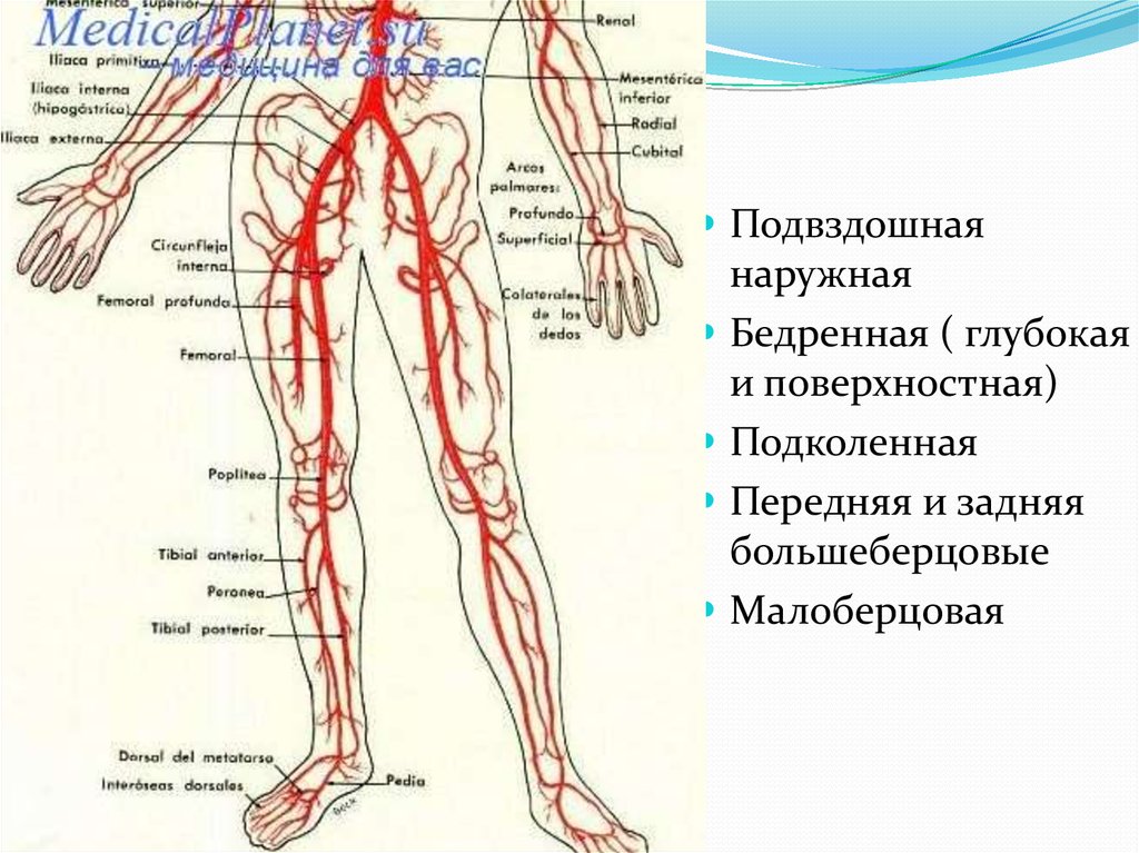 Схема артерий и вен. Схема кровоснабжения конечностей. Кровоснабжение нижней конечности схема. Сосуды и вены нижних конечностей анатомия.