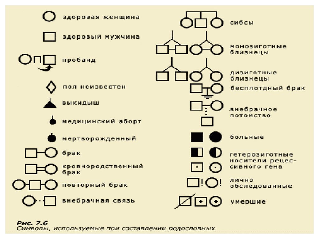 Условные обозначения в генеалогическом древе. Генеалогическое Древо обозначения. Обозначения в генеалогии. Обозначения для составления родословной. Родословная обозначения в генетике.