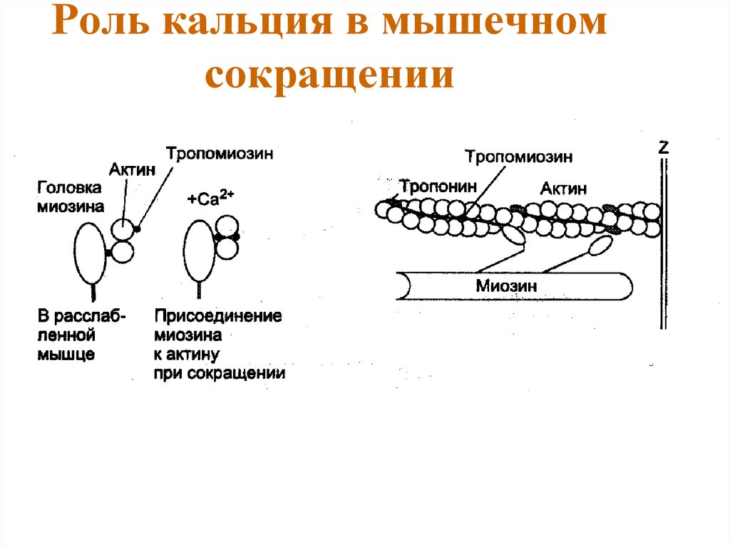 Биохимия мышечного сокращения схема