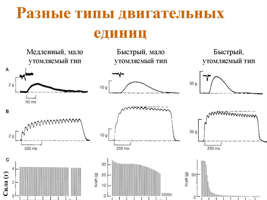 Тип быстрого. Типы двигательных единиц. Виды двигательных (моторных) единиц. Тип двигательных едений.