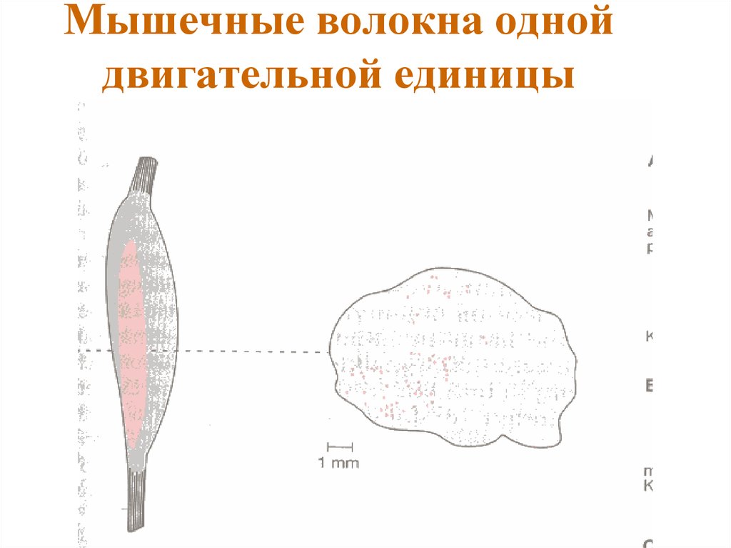 Мышечные волокна одной двигательной единицы