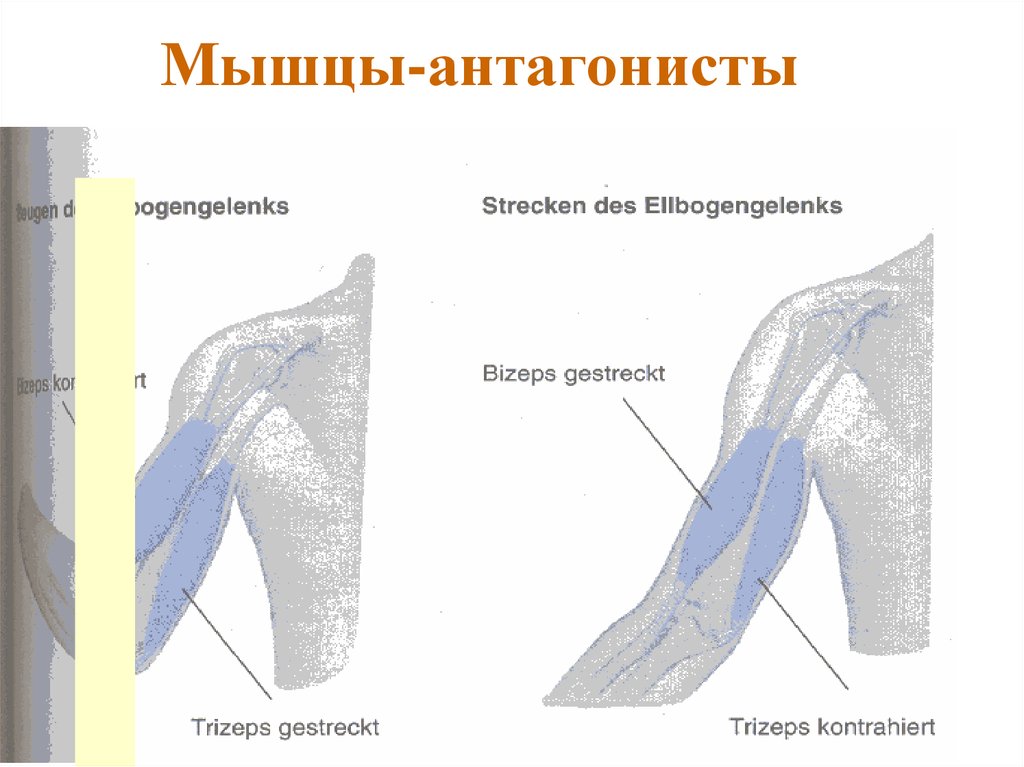 Мышцы антагонисты. Мышцы антагонисты это мышцы. Мышцы антагонисты ног. Антагонист плечевой мышцы.