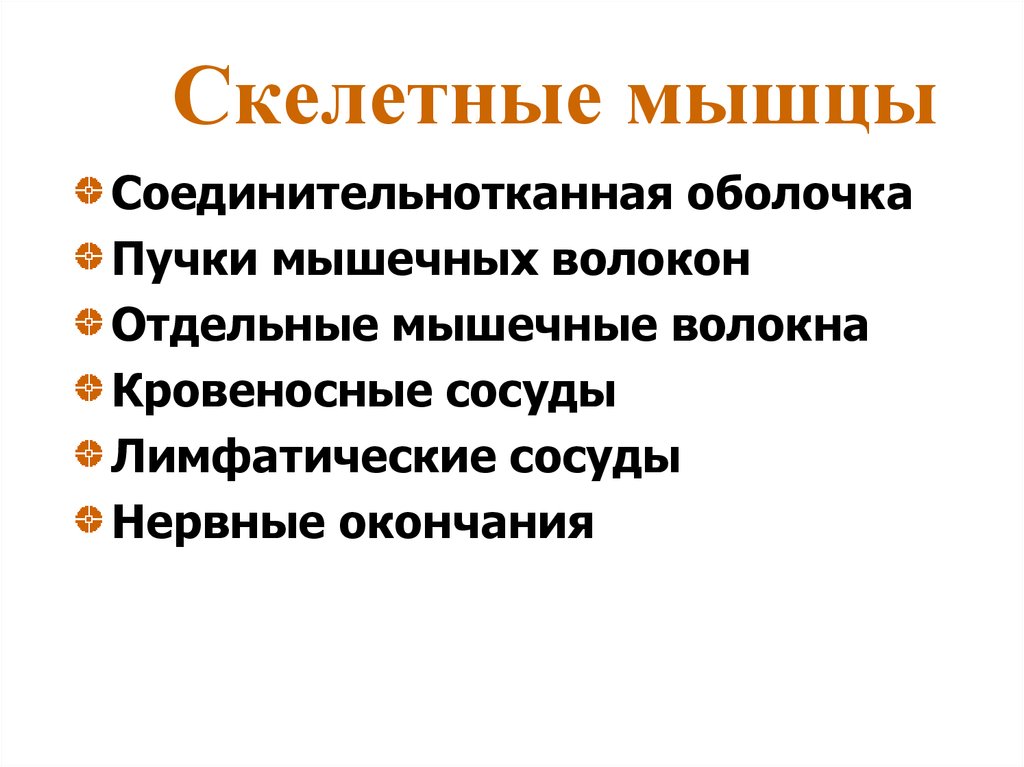 Скелетные мышцы