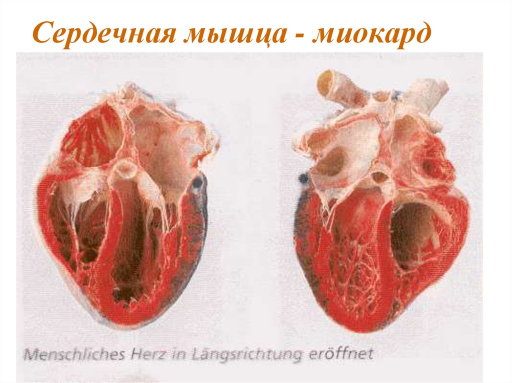Миокард латынь. Serdechnaya Mishca. Миокард сердечной мышцы.