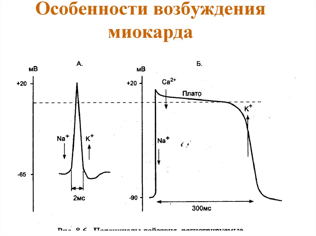 Особенности возбуждения. Особенности возбудимости миокарда. Возбуждение миокарда. Возбудимость миокарда физиология. Особенности возбудимости миокарда физиология.