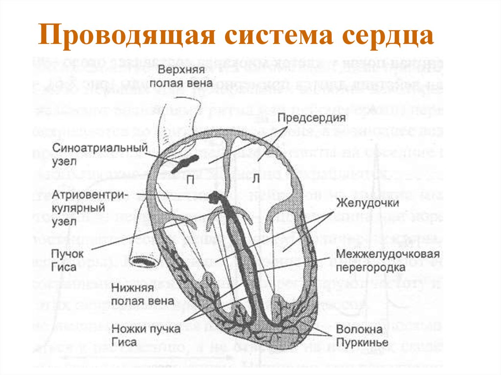 Рисунок проводящей системы сердца