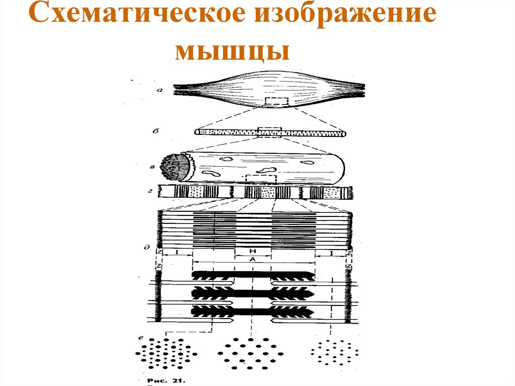 Схематическое изображение мышцы