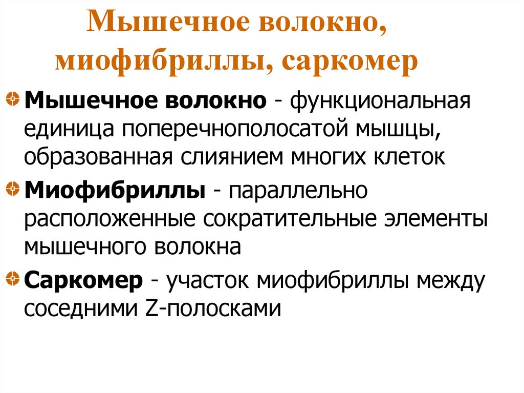 Мышечное волокно, миофибриллы, саркомер