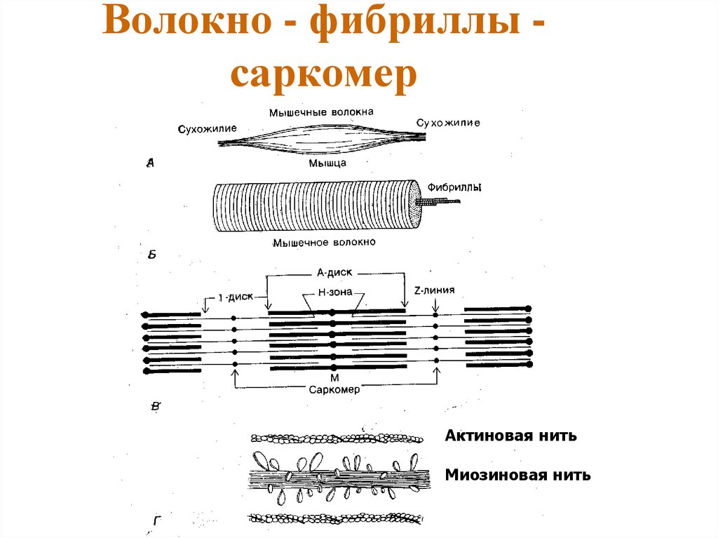 Нить саркомера. Мышечные волокна миофибрилла схема. Микроструктура саркомера. Схема саркомера мышечного волокна. Элементы саркомера миофибриллы.