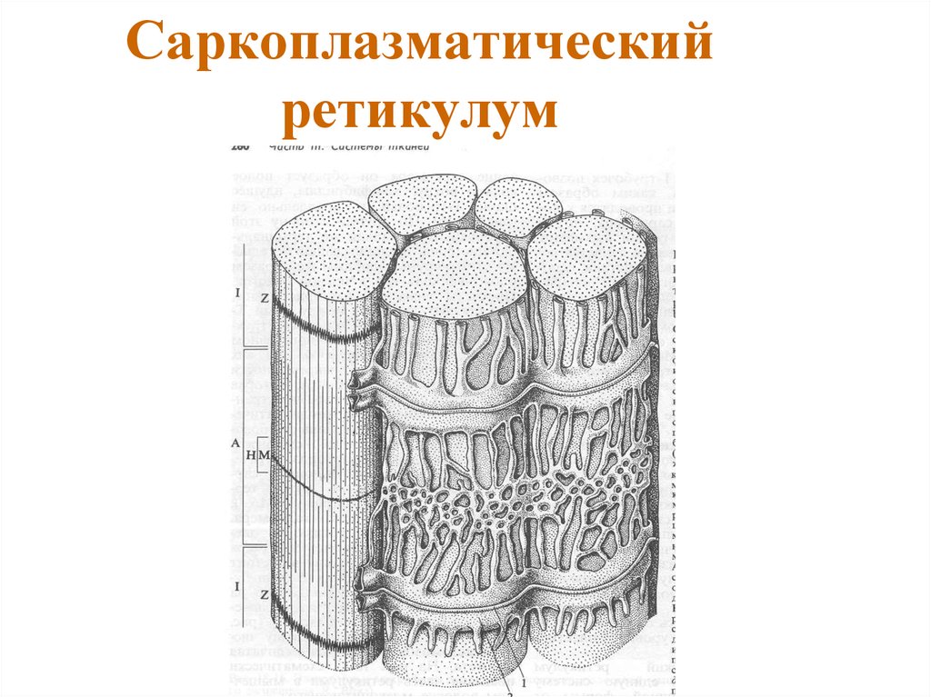 Т система. Саркоплазматический ретикулум и т-система. Саркоплазматический ретикулум функции. Саркоплазматический ретикулум мышечного волокна. Саркоплазматический ретикулум: строение, функции.