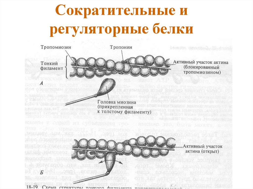 Сократительные белки. Строение сократительных и регуляторных белков. 3. Строение сократительных и регуляторных белков.. Сократительные и регуляторные белки скелетных мышц. Сократительные и регуляторные белки мышечного волокна.