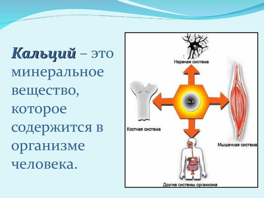 Презентация на тему роль кальция в организме человека