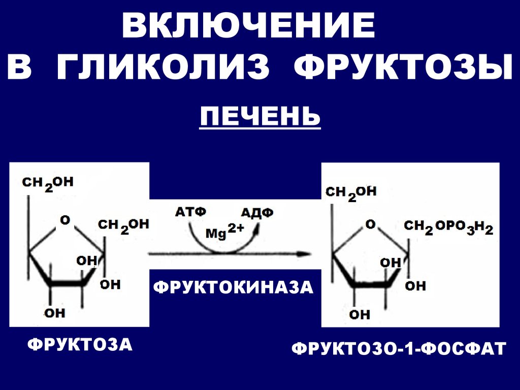 Гликолиз 6 атф. Фруктоза цикл. Спиртовое брожение фруктозы. Цикл гликолиза. Гликолиз углеводов.