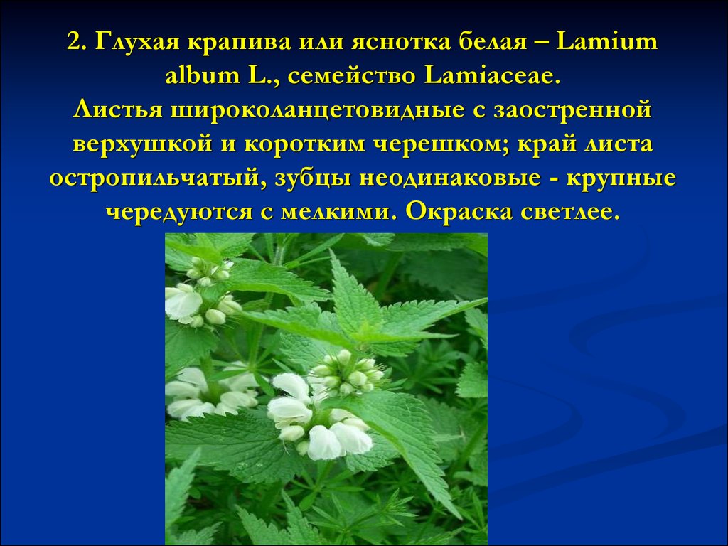 2. Глухая крапива или яснотка белая – Lamium album L., семейство Lamiaceae. Листья широколанцетовидные с заостренной верхушкой и коротким черешком; кр