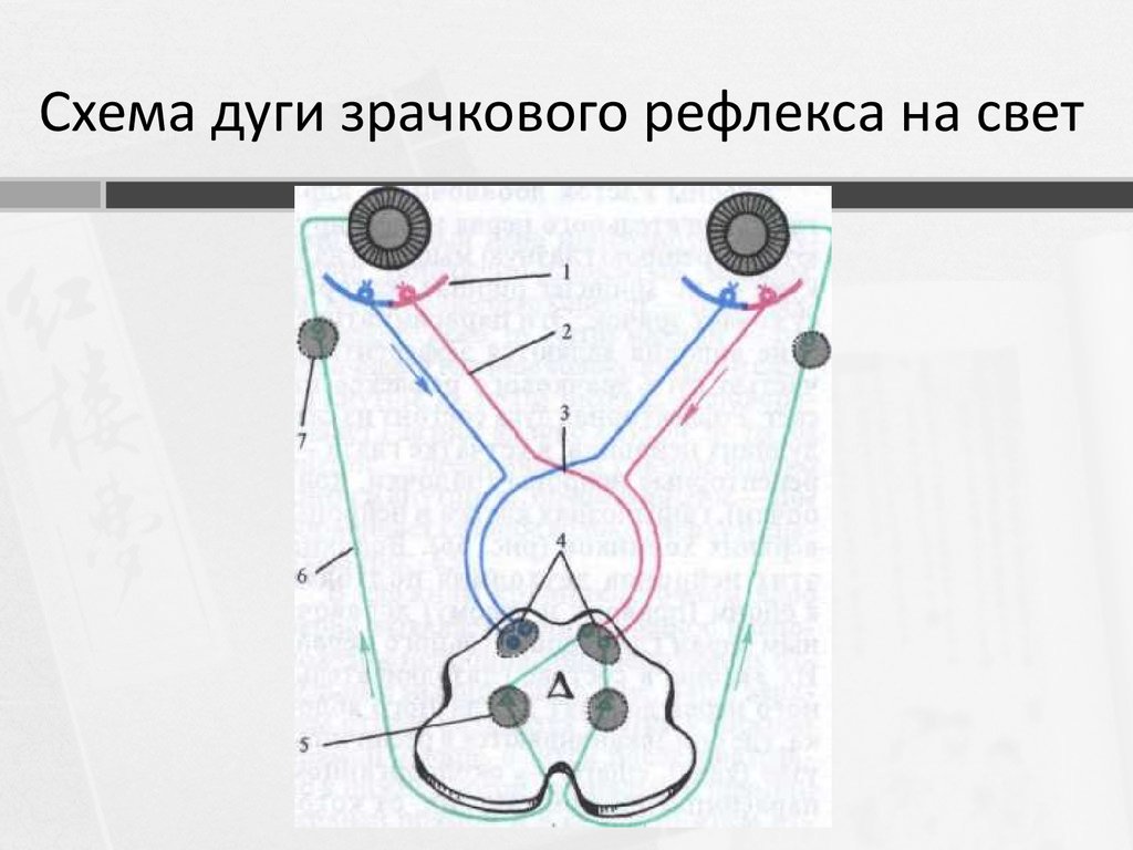 Схема аккомодационного рефлекса - 98 фото