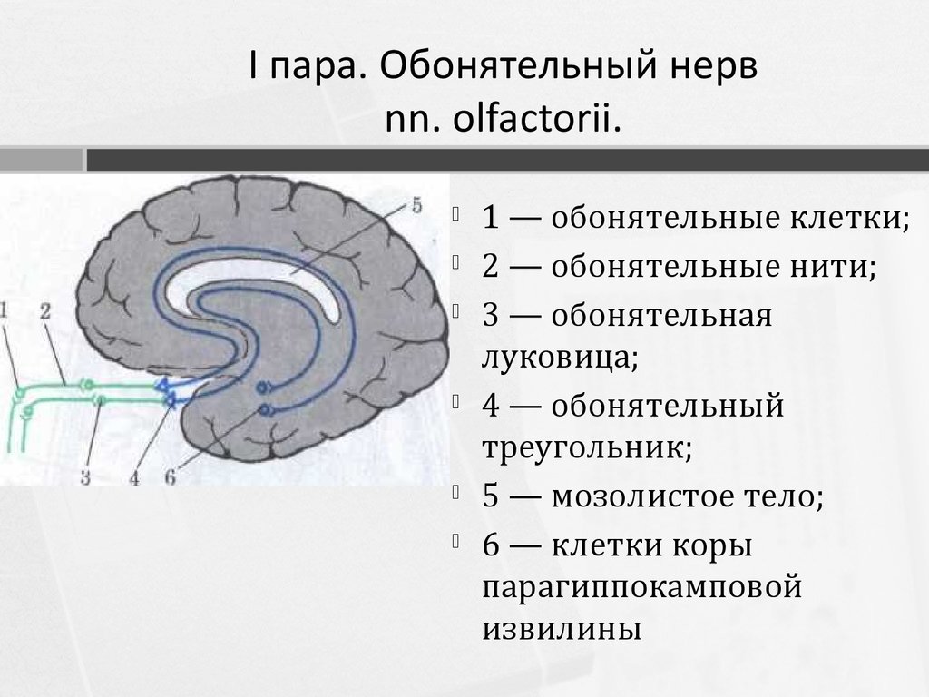 Анатомия обонятельный нерв схема