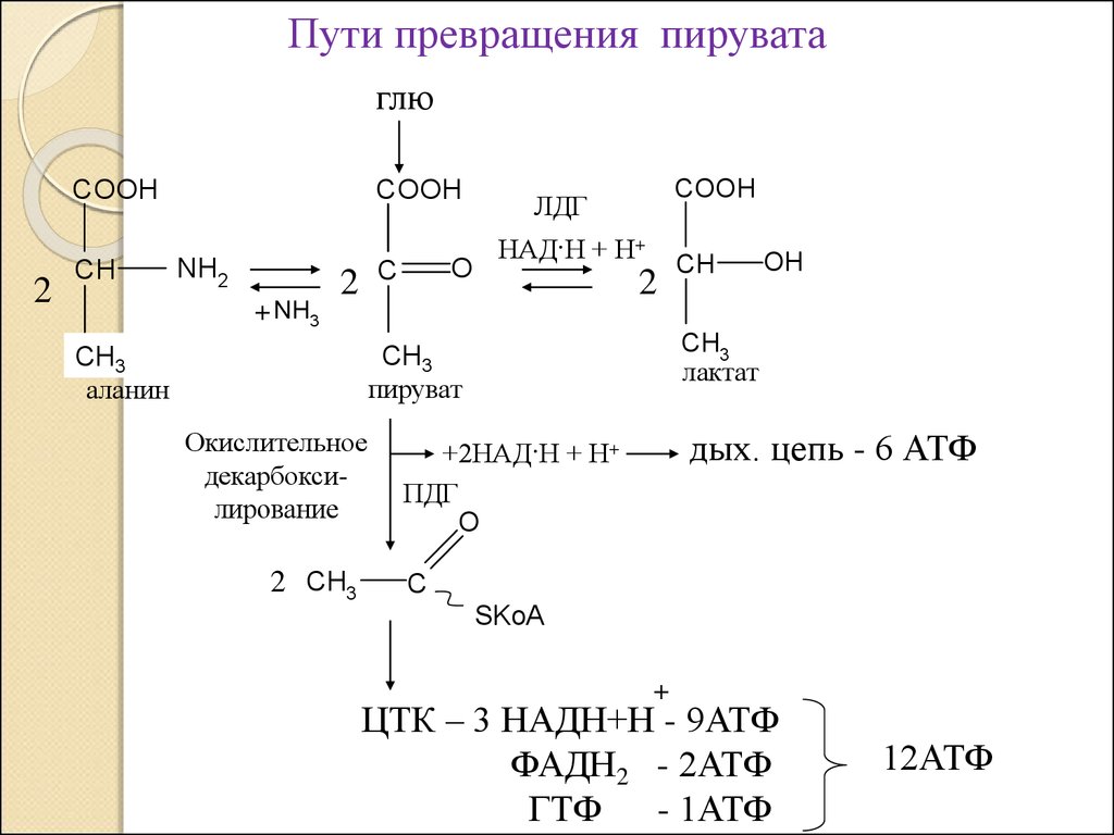 Реакция образования пировиноградной кислоты. Лактат над+ пируват НАДН Н+. Реакция из лактата в пируват. Лактат в пируват реакция. Реакция превращения пирувата в лактат.