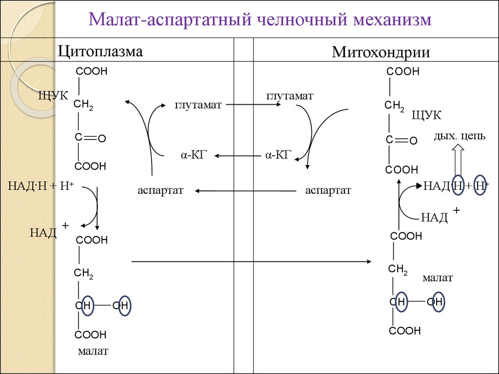 Челночный механизм. Аспартат малатный челночный механизм. Малат аспартатный. Малатный челночный механизм биохимия. Малат аспартатный механизм.