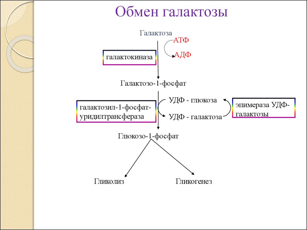 Обмен углеводов схема 8 класс биология