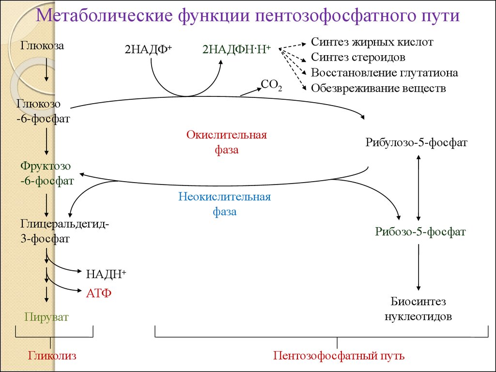 Синтез глицерина в организме