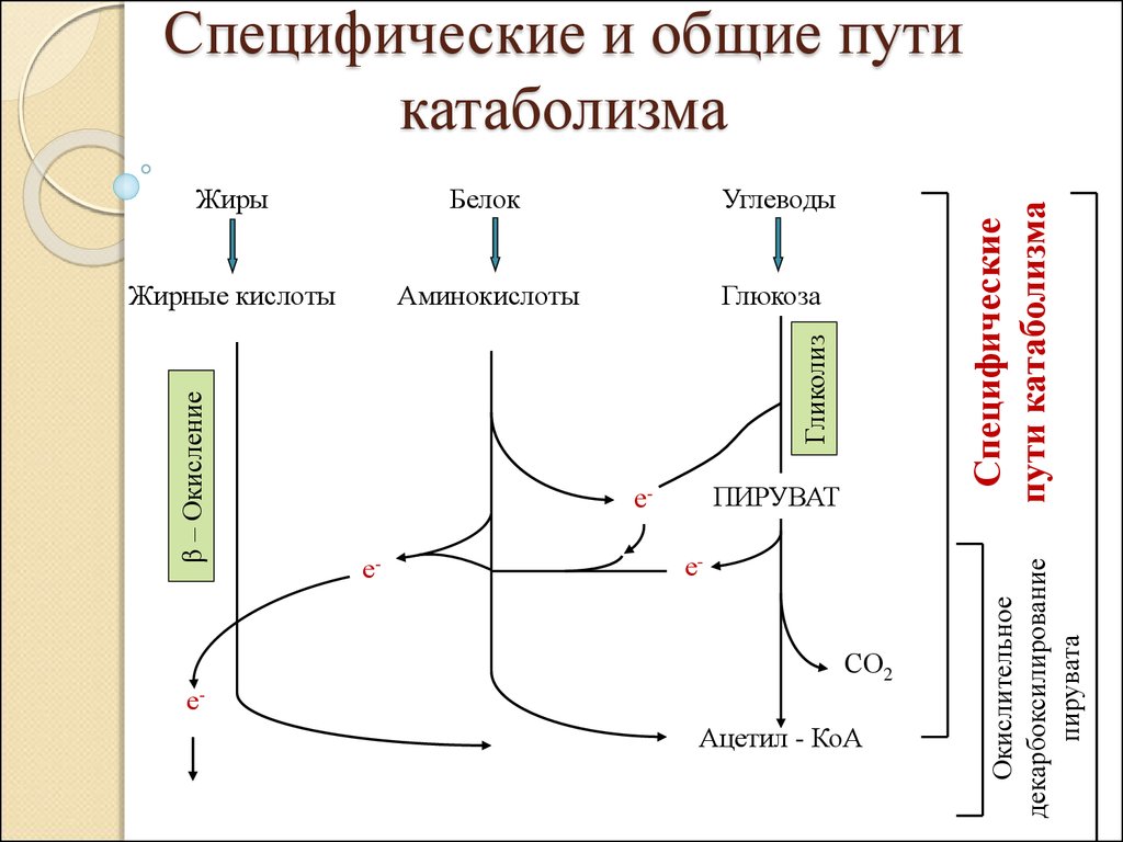 Схема общего пути катаболизма