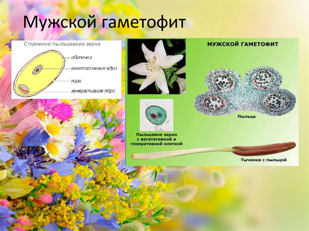 Женский гаметофит цветковых