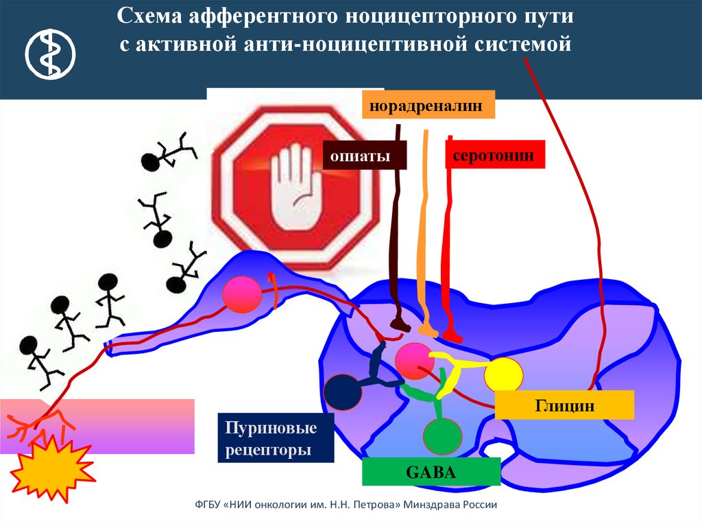 Что характерно для болевых ноцицептивных ощущений. Схема ноцицептивной системы. Ноцицептивная афферентация. Медиаторы ноцицептивных афферентных нейронов.. Ноцицептивная система биохимия.