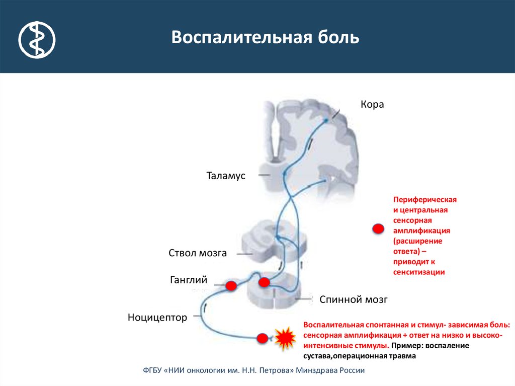 Высший болевой центр расположен в