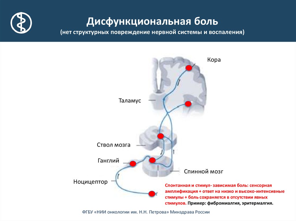 Высший болевой центр расположен в