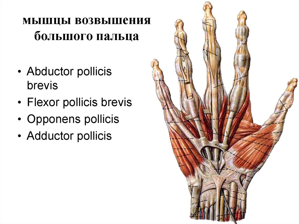 Мышцы пальцев. Мышцы кисти мышцы возвышения большого пальца. Мышцы возвышения мизинца кисти. Opponens pollicis мышца. Мышцы кисти мышцы большого пальца и мизинца.