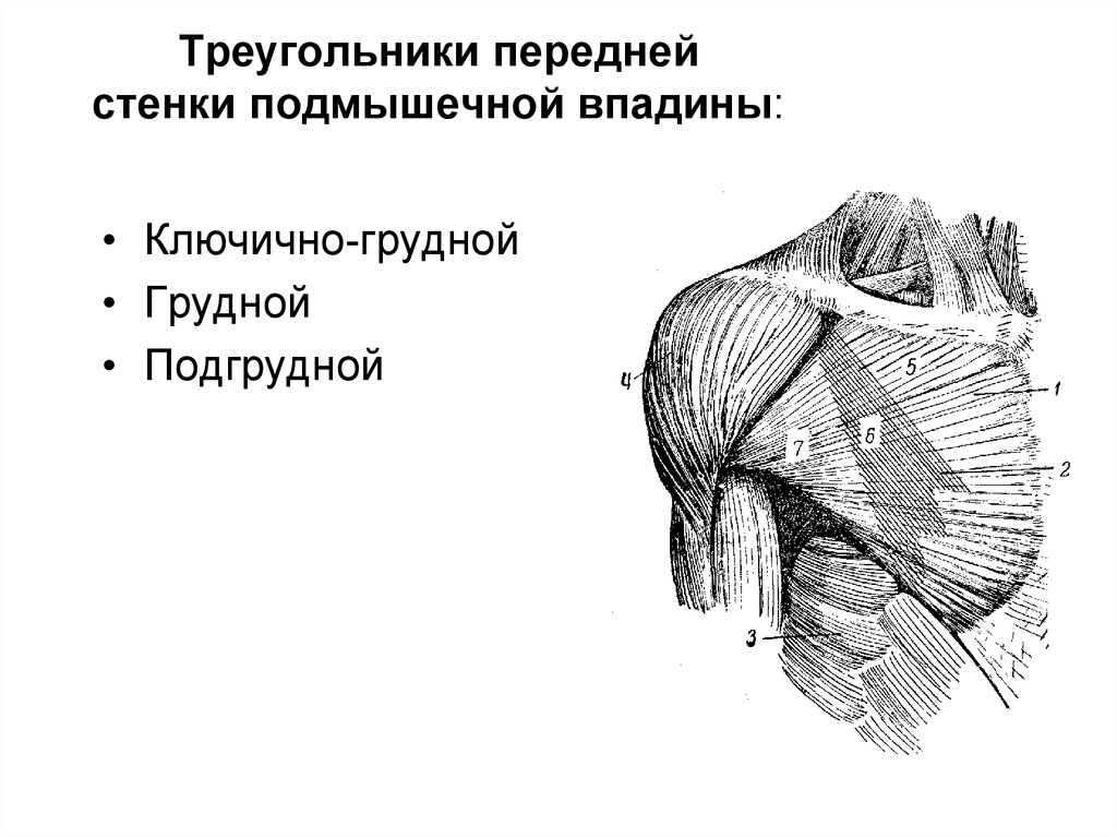 Стенки ямок. Треугольники передней стенки подмышечной ямки. Грудной треугольник передней стенки подмышечной полости. Треугольники груди анатомия. Подмышечная ямка анатомия топография.