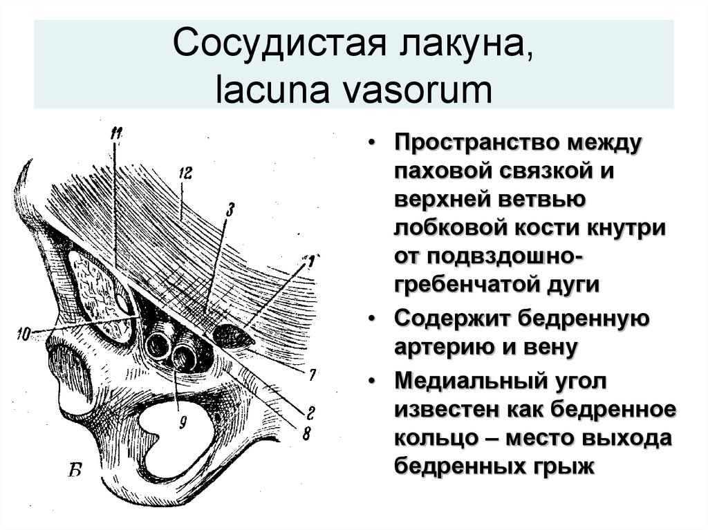 Сосудистая лакуна, lacuna vasorum