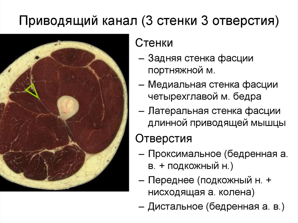 Приводящий канал